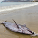 Illustration for article titled Weve Apparently Lost Half the Fish in the Ocean in the Last 45 Years